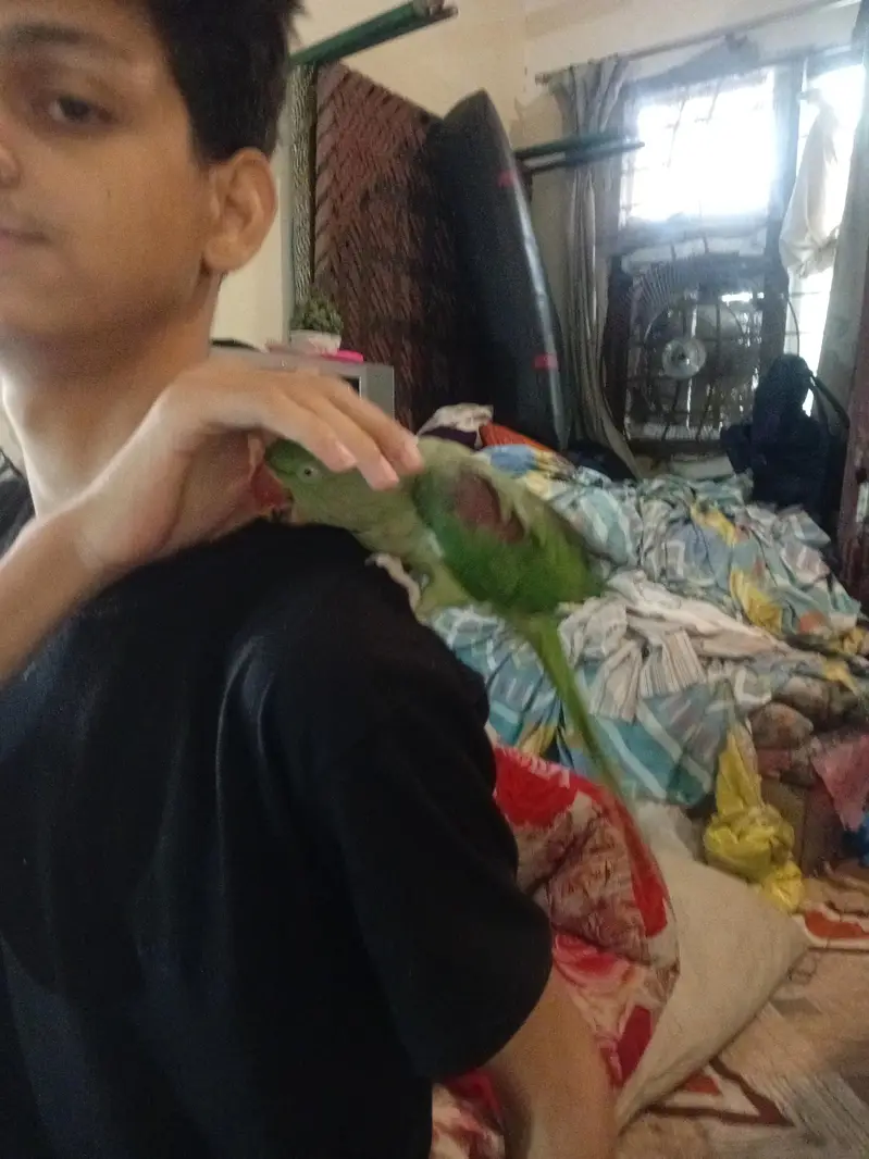Hand Tame & Talking Female Raw (Pahari) Parrot for Sale — photo 4