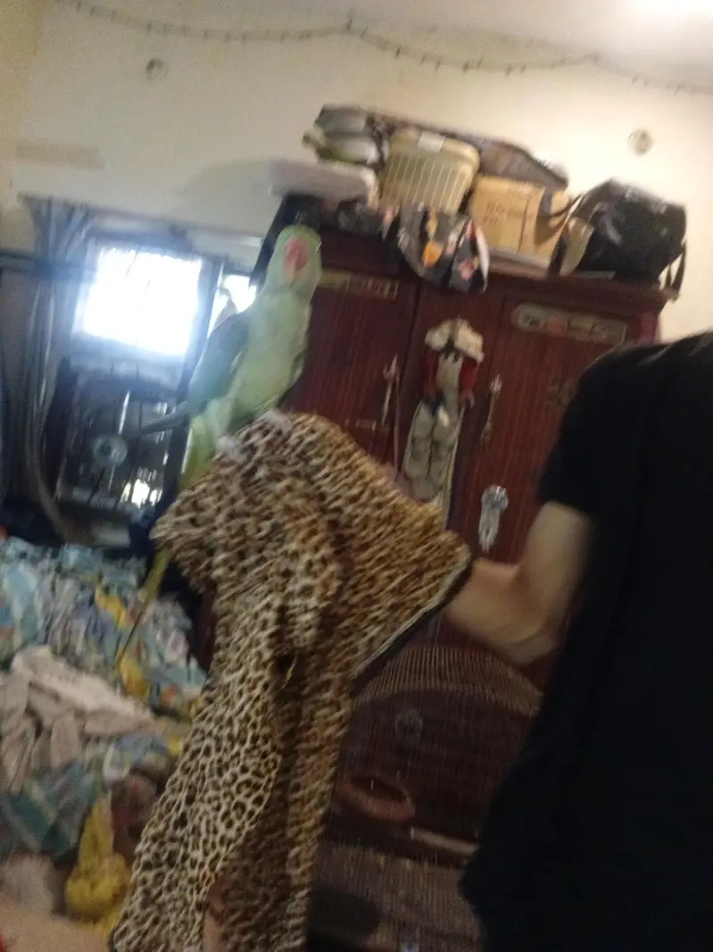 Hand Tame & Talking Female Raw (Pahari) Parrot for Sale — photo 5