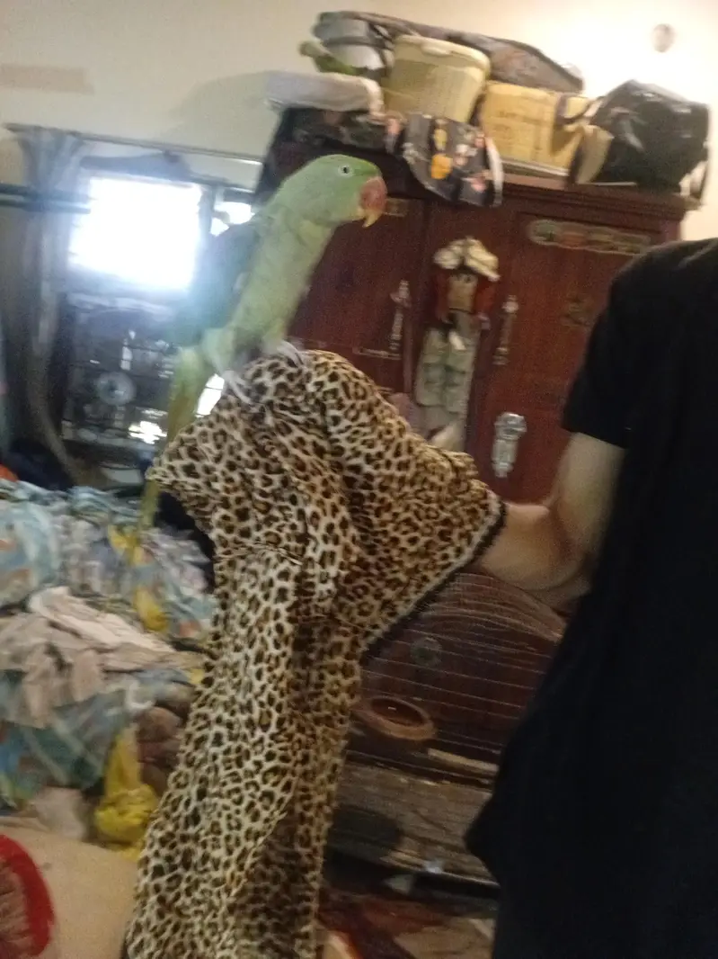 Hand Tame & Talking Female Raw (Pahari) Parrot for Sale — photo 7