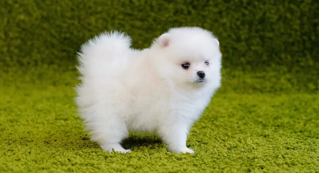 Pomeranian puppies 92@313*9363417