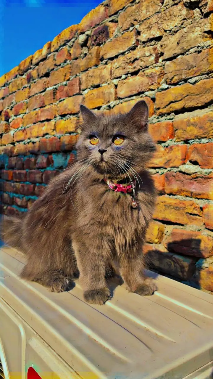 Persian cat fully trained