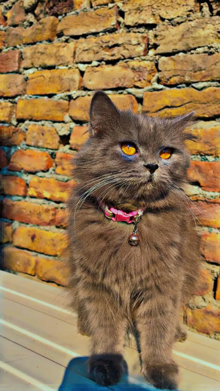 Persian cat fully trained — photo 2