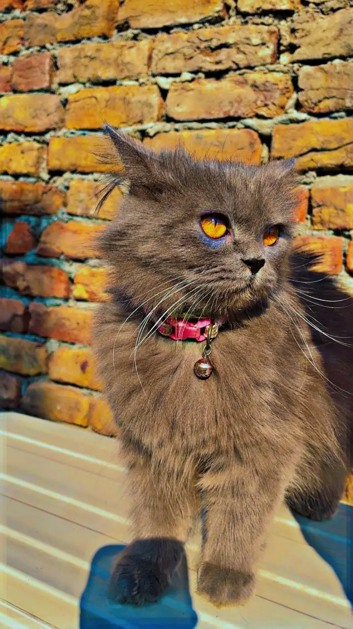 Persian cat fully trained — photo 3
