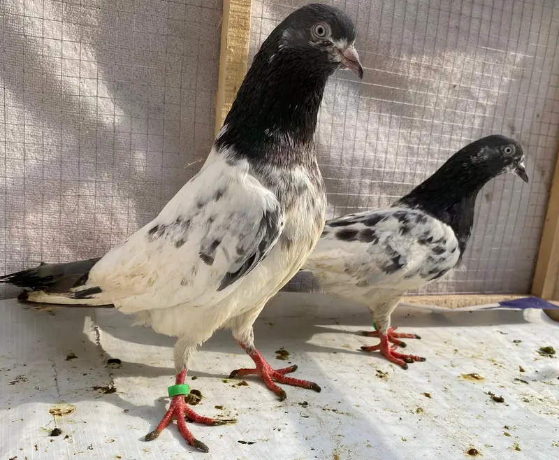 Teddy sailkoti pigeons bredr pairs — photo 3
