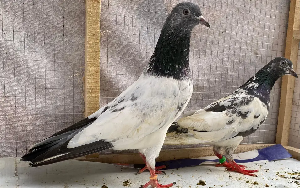 Teddy sailkoti pigeons bredr pairs — photo 4