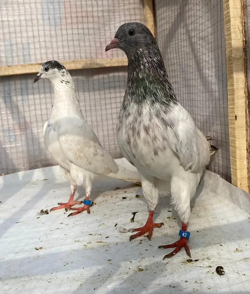 Teddy sailkoti pigeons bredr pairs — photo 5