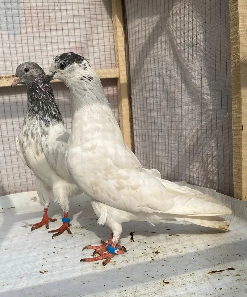 Teddy sailkoti pigeons bredr pairs — photo 7