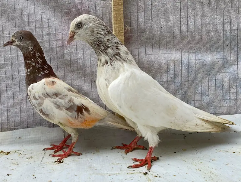 Teddy sailkoti pigeons bredr pairs — photo 8