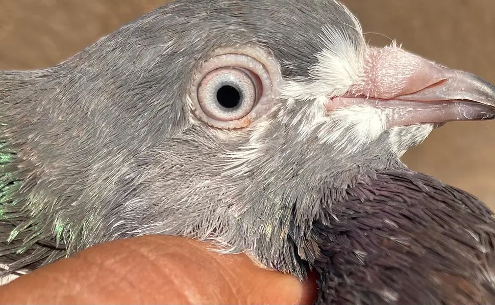 Teddy sailkoti pigeons bredr pairs — photo 9