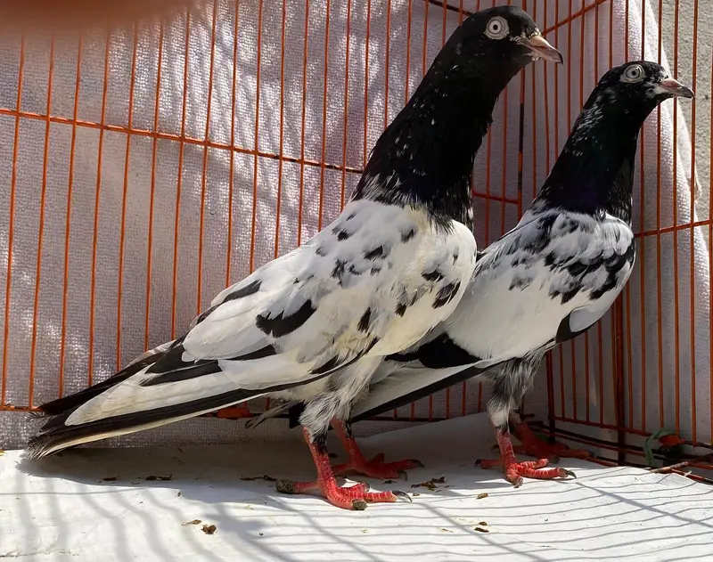 Teddy sailkoti pigeons bredr pairs — photo 10