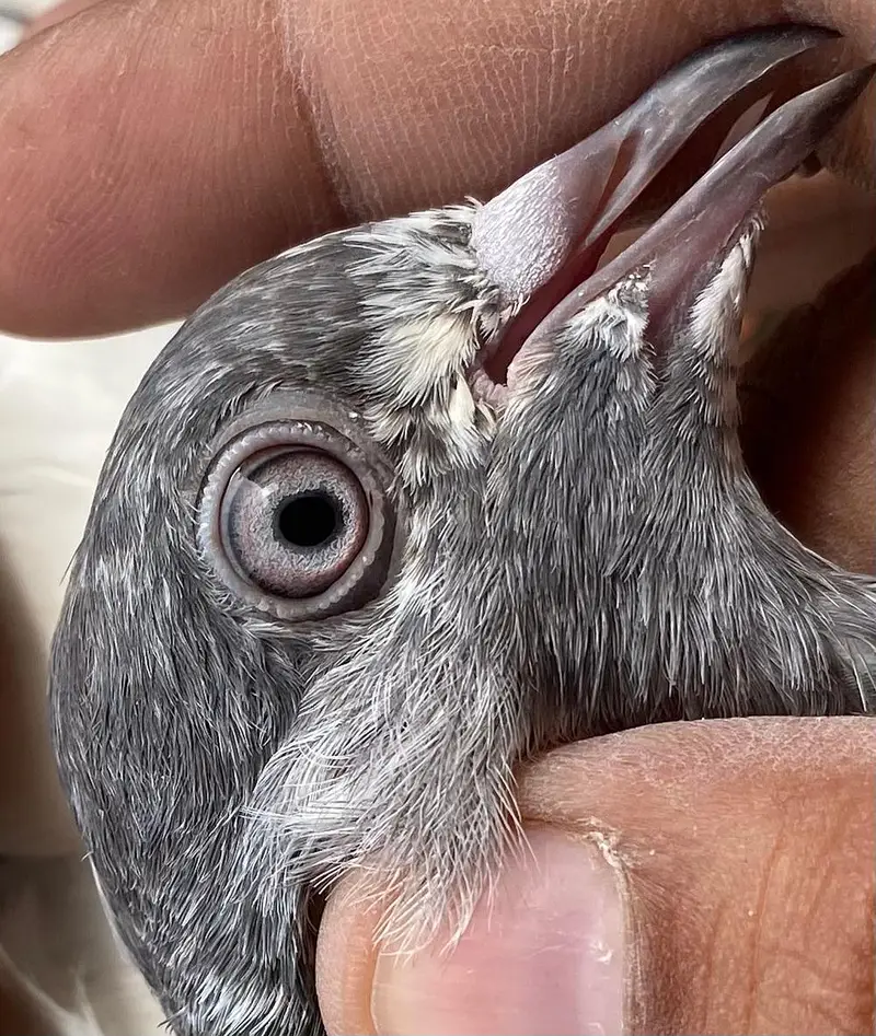 Teddy sailkoti pigeons bredr pairs — photo 11