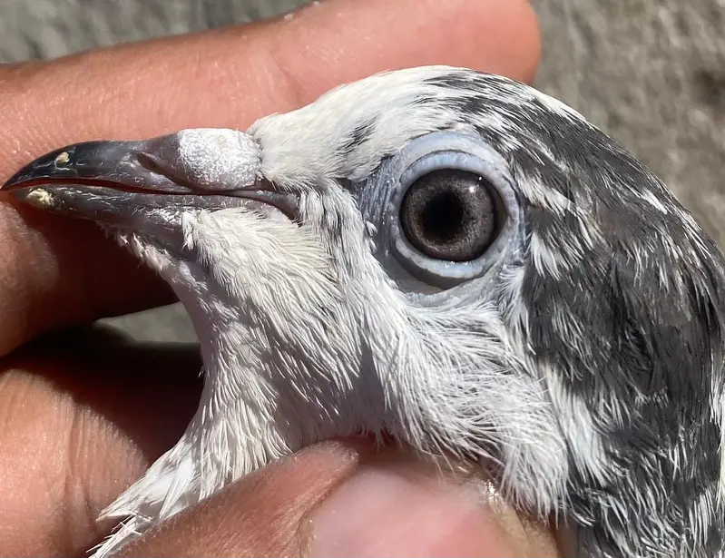 Teddy sailkoti pigeons bredr pairs — photo 12