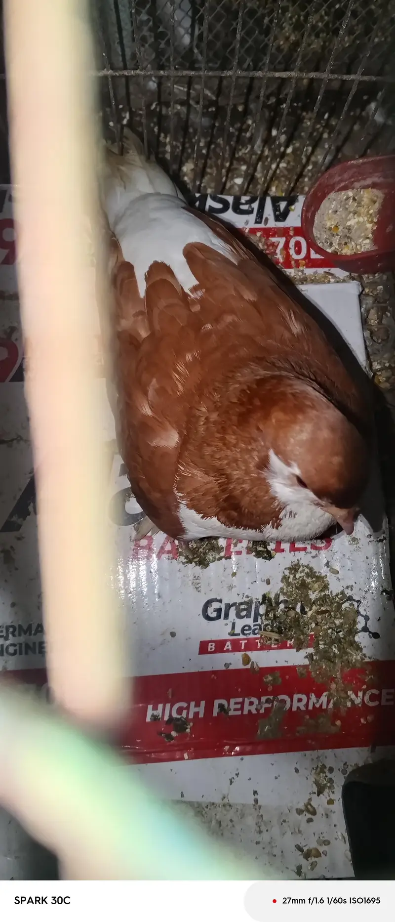 sherazi male — photo 2