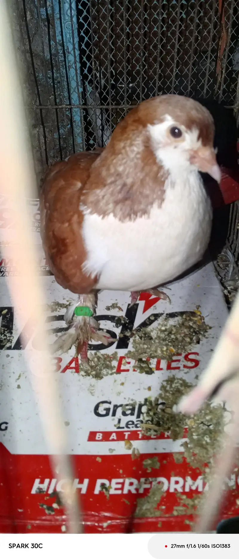 sherazi male — photo 4