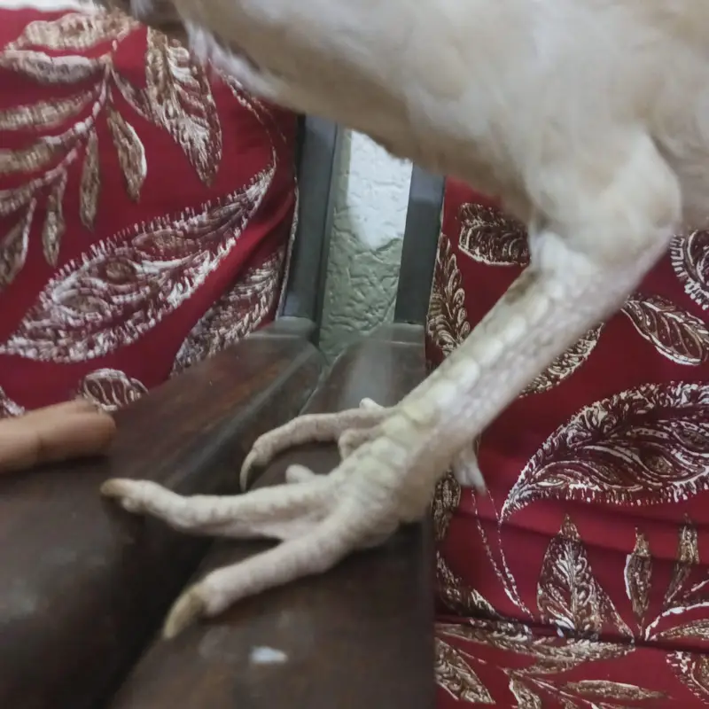 brown big murga hai aor AK ek asali kolangy — photo 2