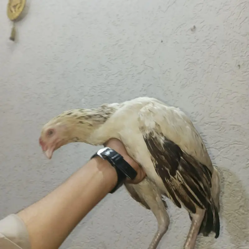 brown big murga hai aor AK ek asali kolangy — photo 4