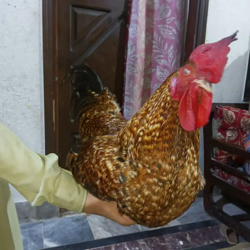 brown big murga hai aor AK ek asali kolangy — photo 5