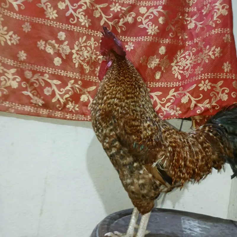 brown big murga hai aor AK ek asali kolangy — photo 6