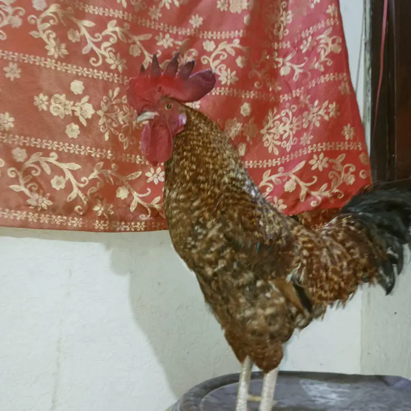 brown big murga hai aor AK ek asali kolangy — photo 7