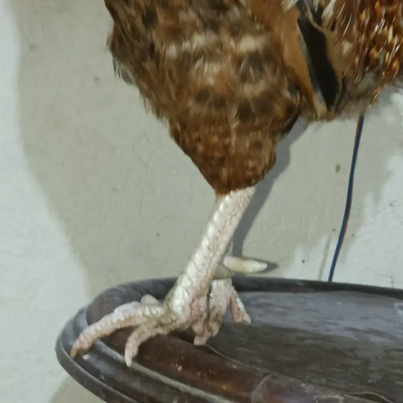 brown big murga hai aor AK ek asali kolangy — photo 8