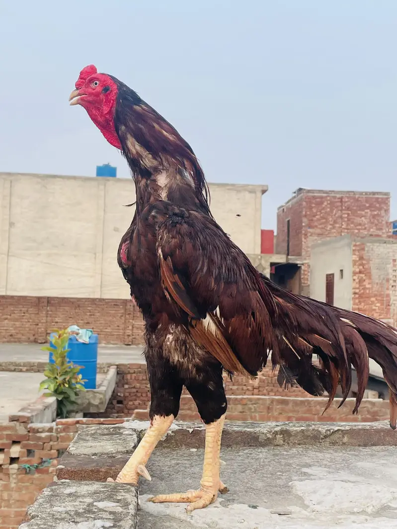 Old Bloodline Aseel Murga Healthy/Active for sale