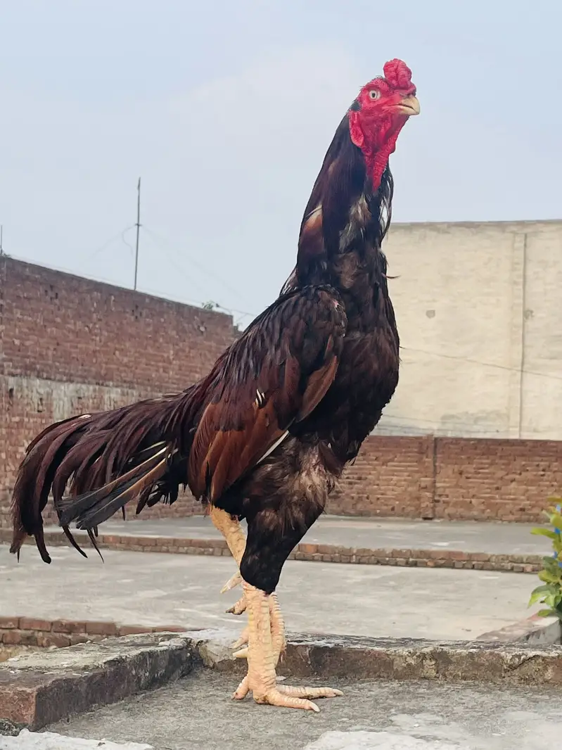Old Bloodline Aseel Murga Healthy/Active for sale — photo 2