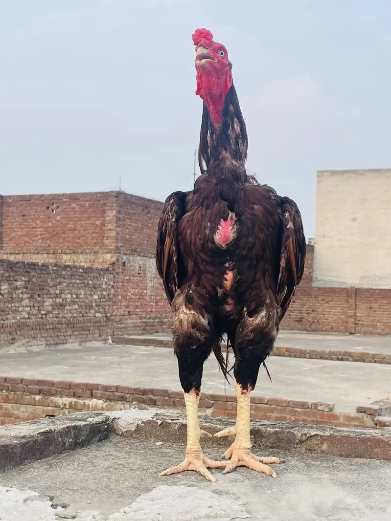 Old Bloodline Aseel Murga Healthy/Active for sale — photo 3