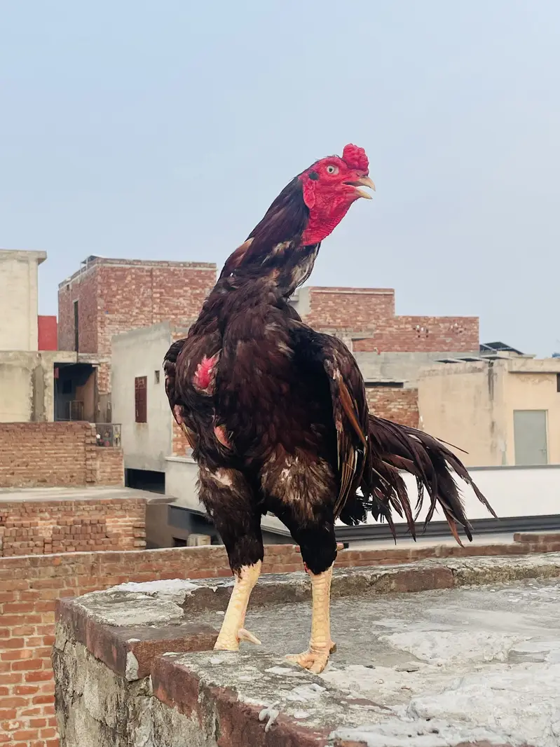 Old Bloodline Aseel Murga Healthy/Active for sale — photo 4