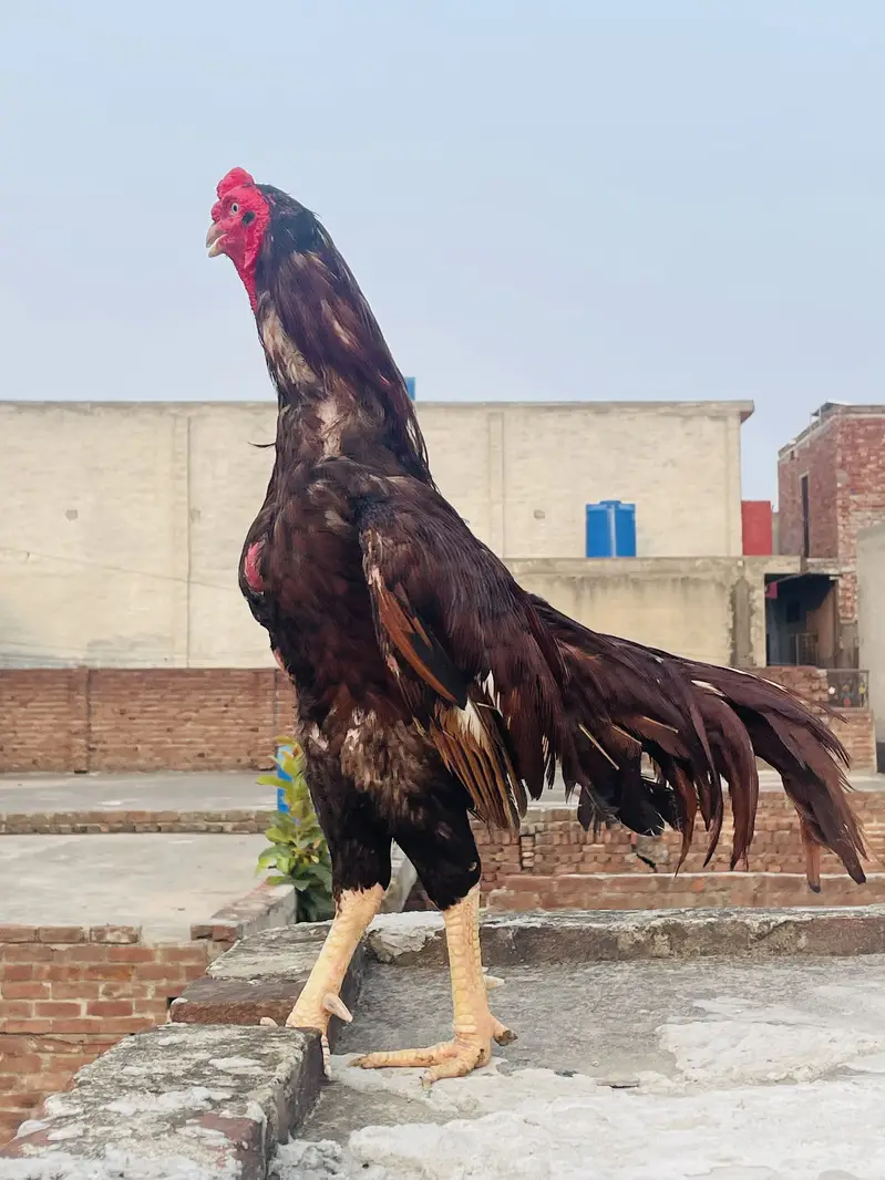 Old Bloodline Aseel Murga Healthy/Active for sale — photo 5