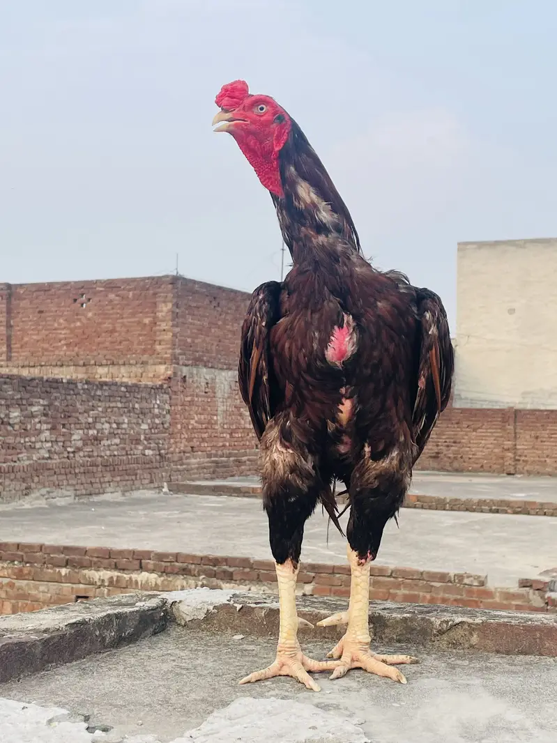 Old Bloodline Aseel Murga Healthy/Active for sale — photo 6