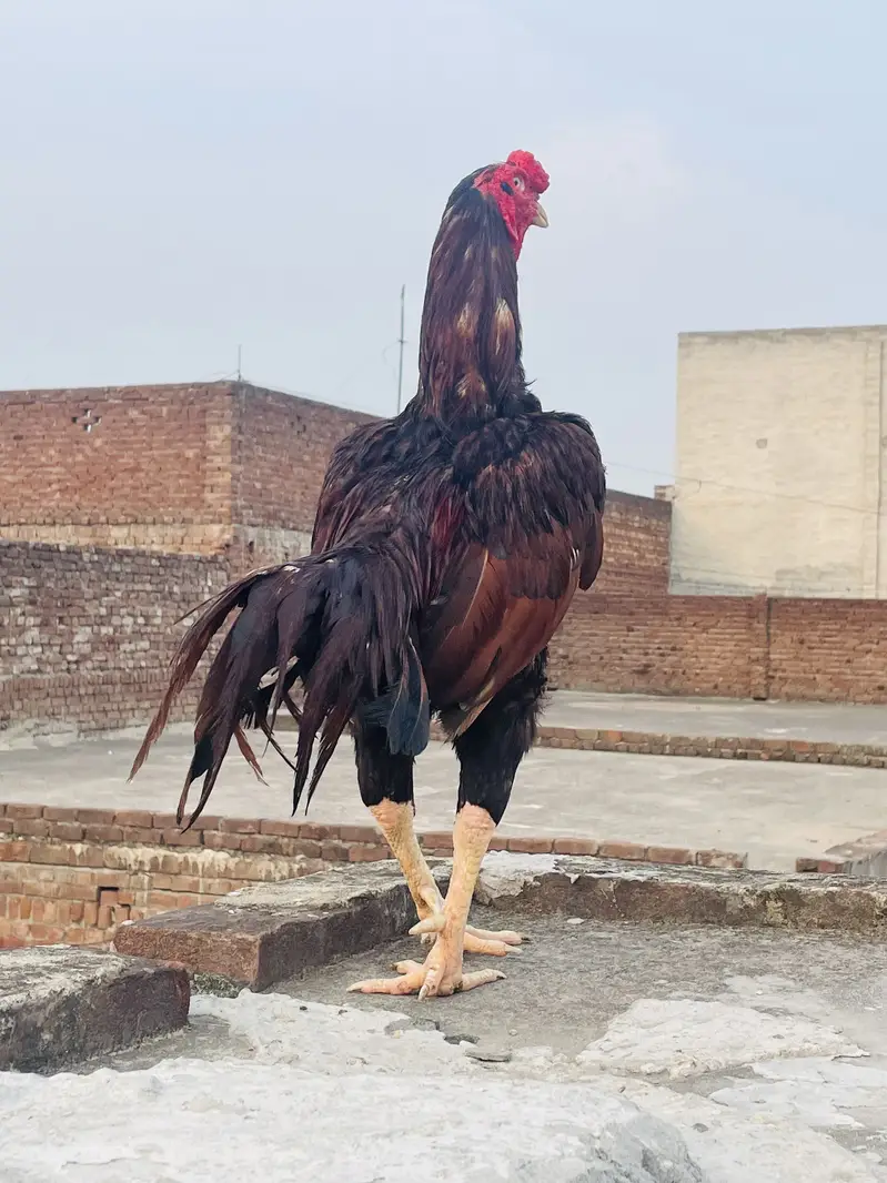 Old Bloodline Aseel Murga Healthy/Active for sale — photo 7