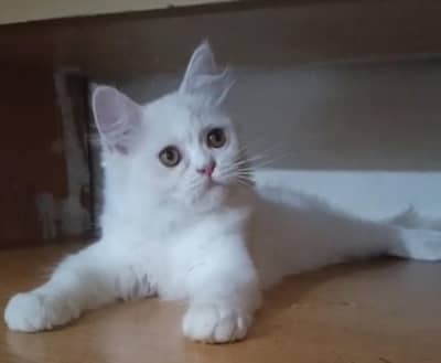 Persian Kitten | Billi | Tripple coat cat | Tripple coat cat | cat