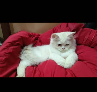 Persian Kitten | Billi | Tripple coat cat | Tripple coat cat | cat