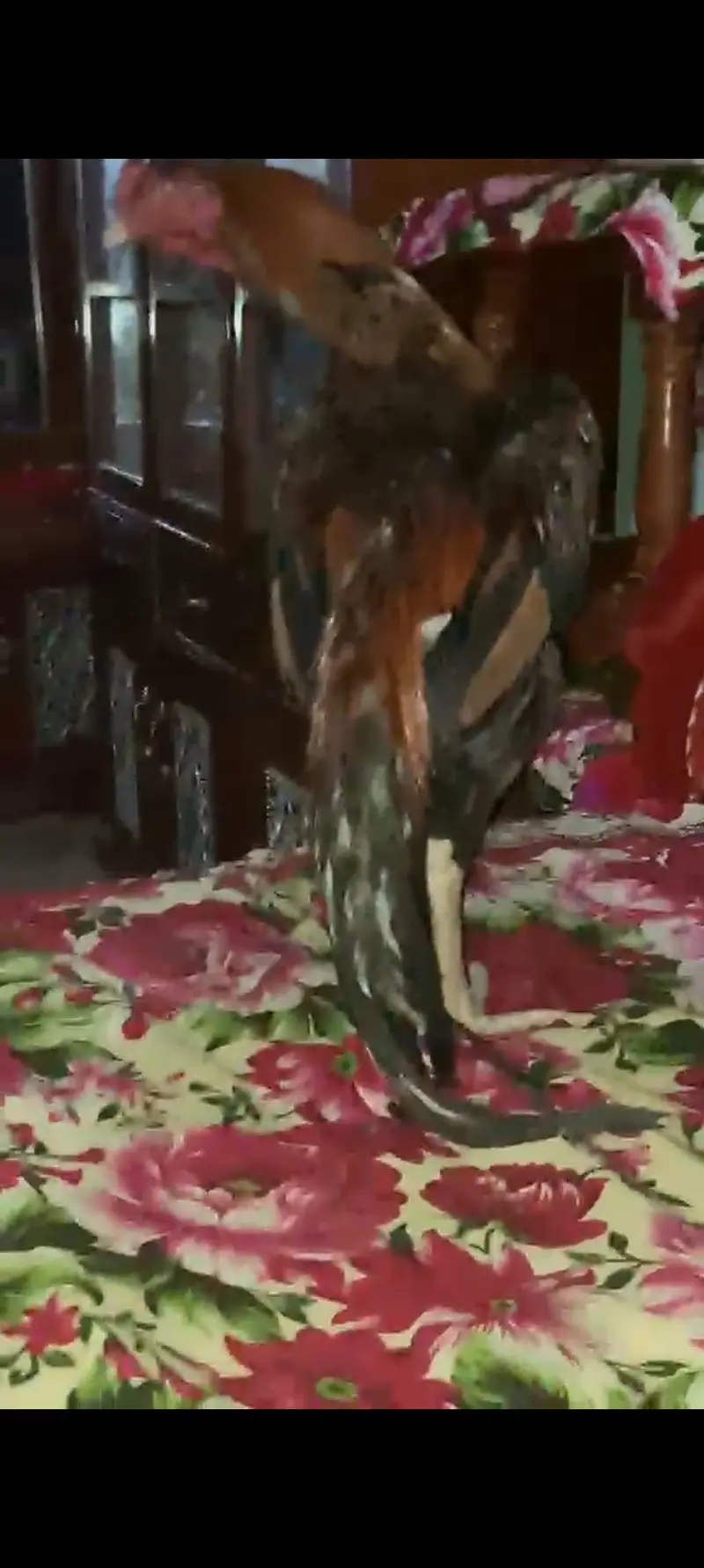 Peure old home breed rata lakha fore sale — photo 2