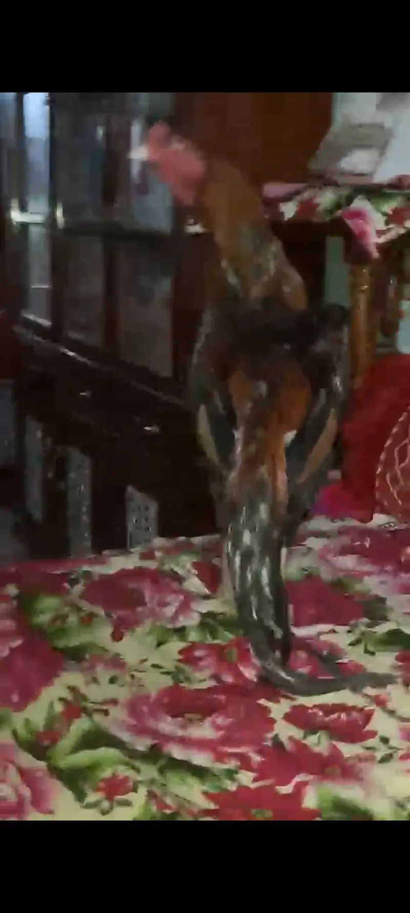 Peure old home breed rata lakha fore sale — photo 3