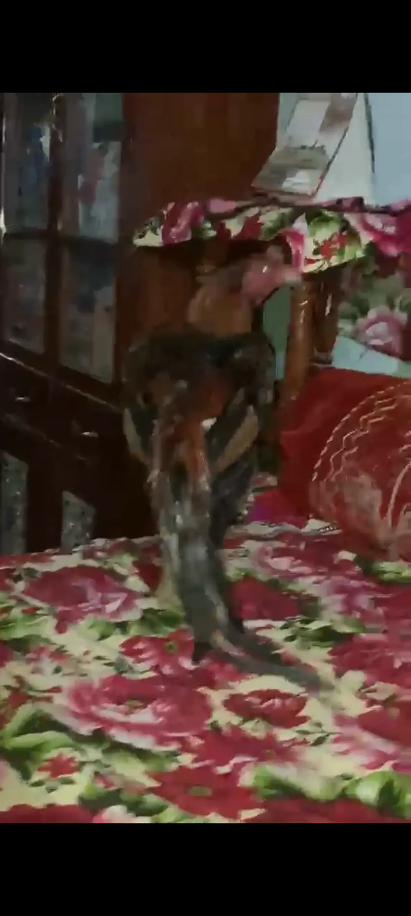 Peure old home breed rata lakha fore sale — photo 4