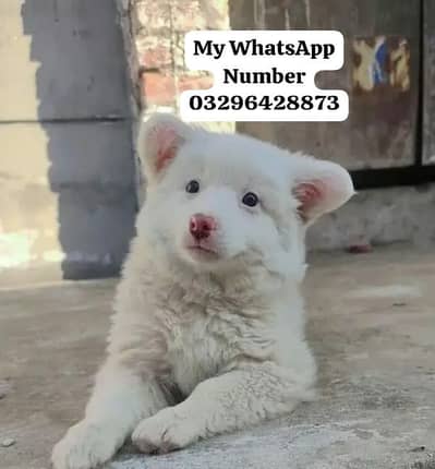 Russian puppy dog 2month age for sale