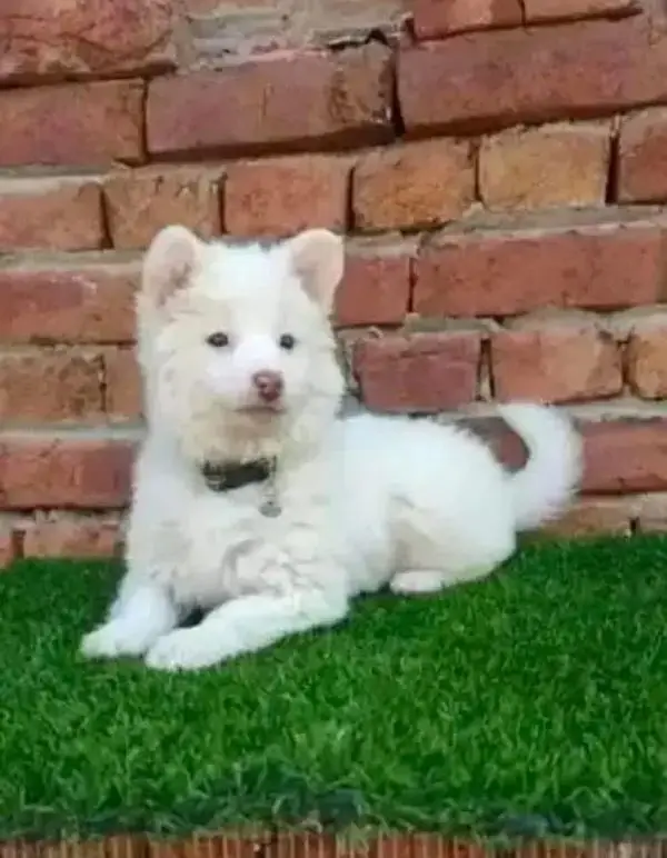 Russian puppy dog for sale