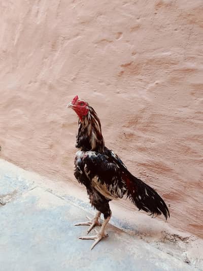 Assel Murga white Nok White Nali saf Ankh location Rawalpindi chakri