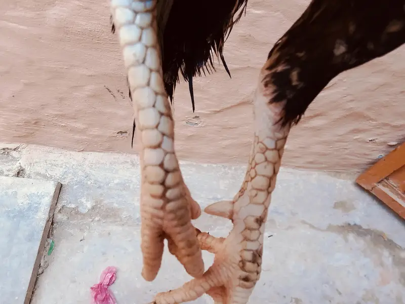 Assel Murga white Nok White Nali saf Ankh location Rawalpindi chakri — photo 2