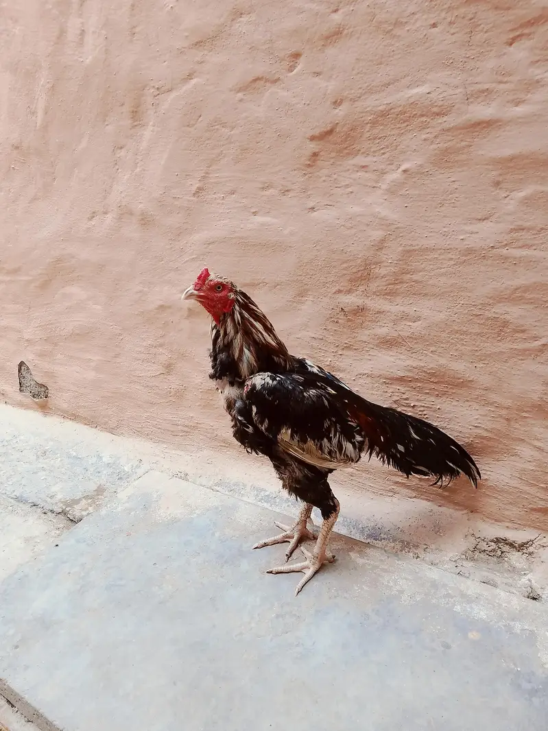 Assel Murga white Nok White Nali saf Ankh location Rawalpindi chakri — photo 4