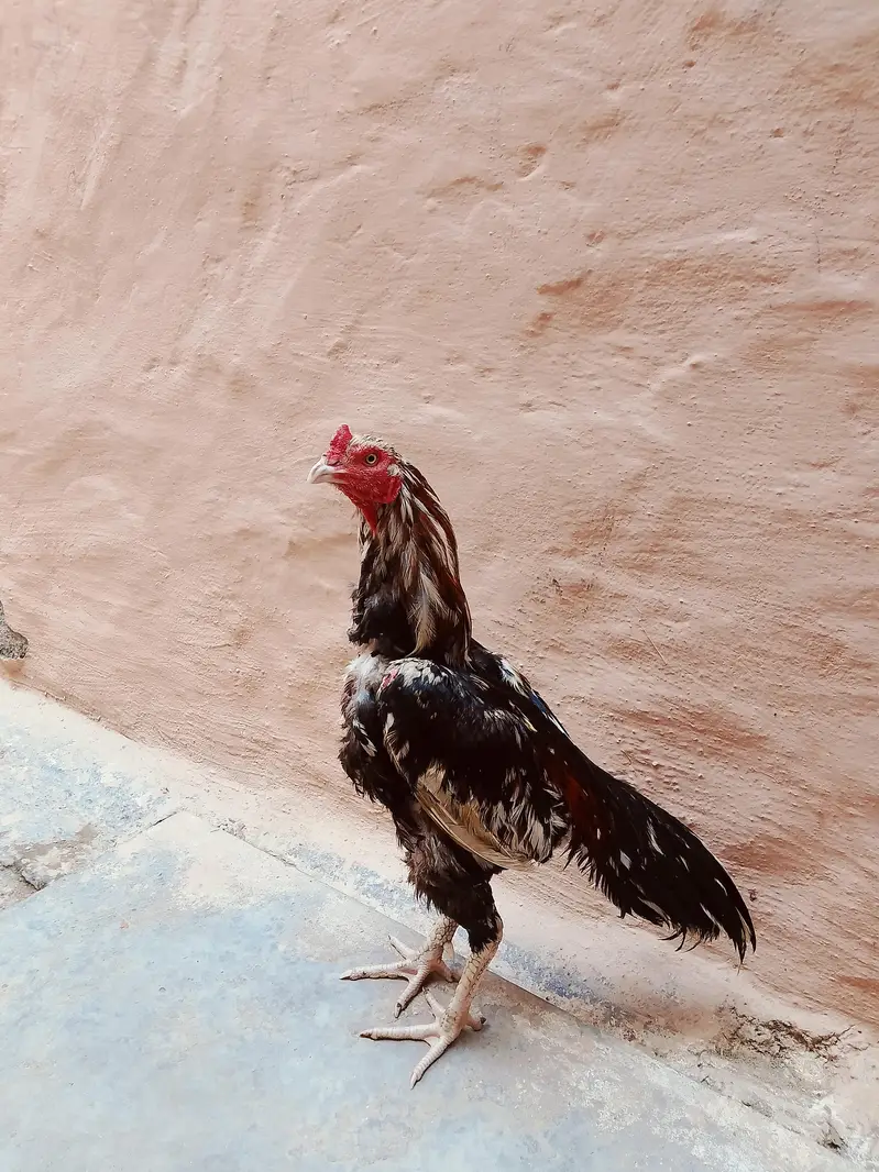Assel Murga white Nok White Nali saf Ankh location Rawalpindi chakri — photo 5