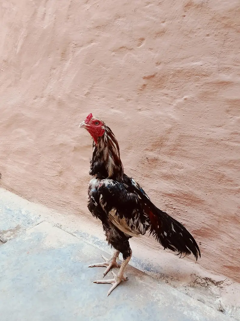 Assel Murga white Nok White Nali saf Ankh location Rawalpindi chakri — photo 6