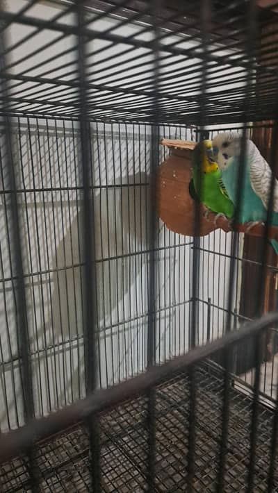 Australian parrot