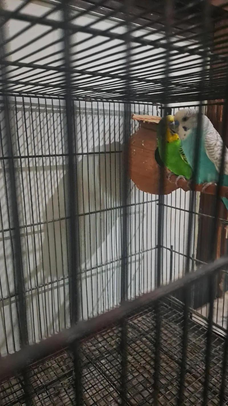 Australian parrot