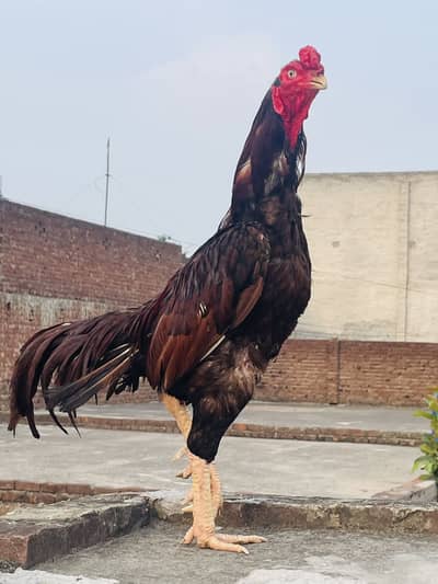 Old Bloodline Aseel Murga Healthy/Active for sale
