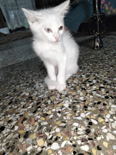 White kitten