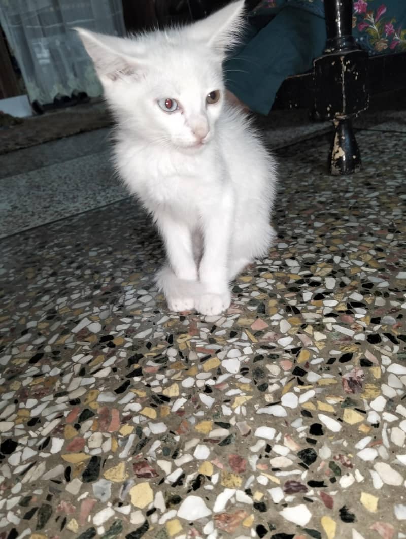 White kitten 0