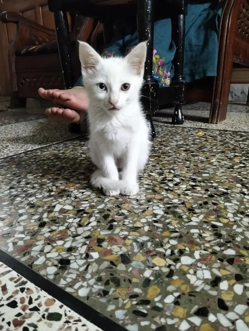 White kitten — photo 2