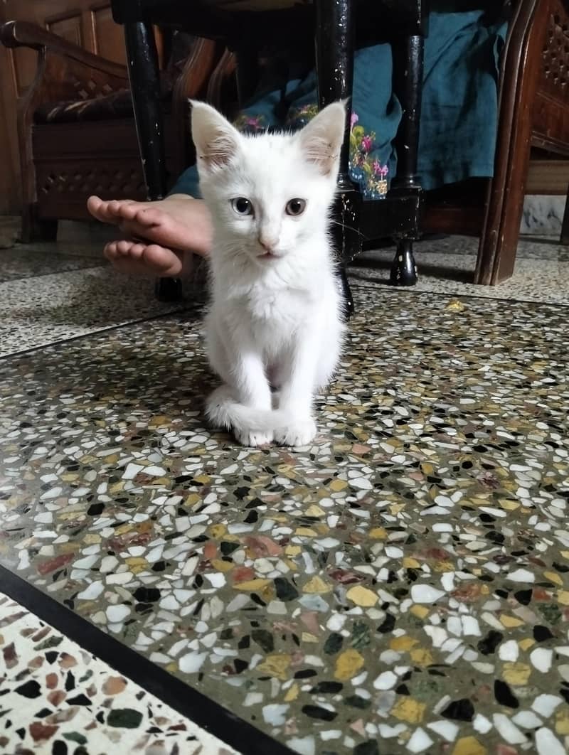 White kitten 2